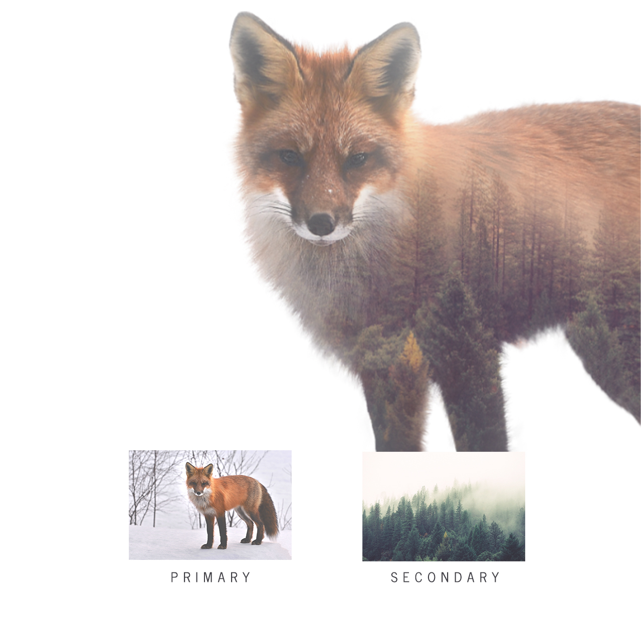 Double Exposure Kit - 5